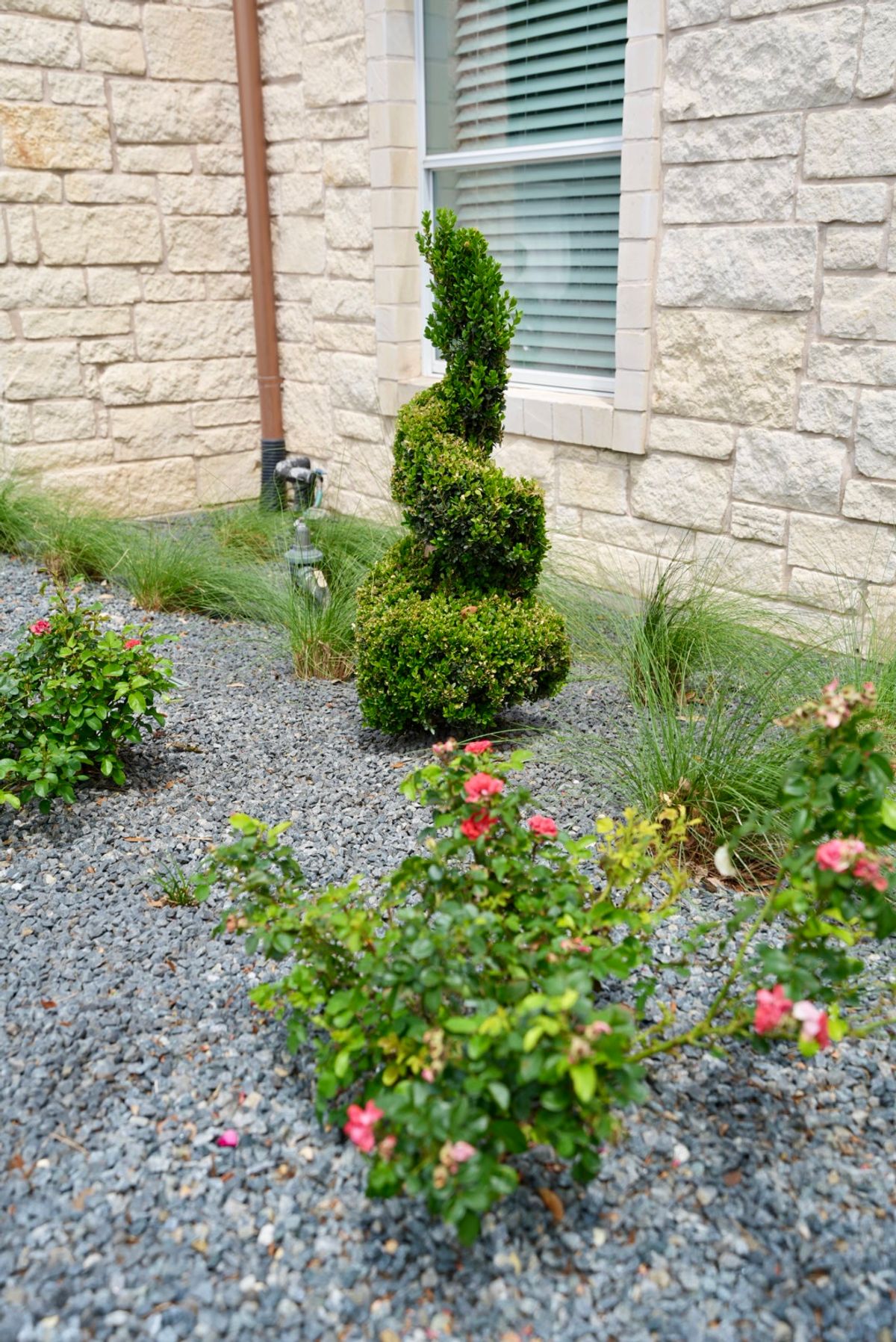 Sculpted Topiary Spiral Accent Planting | Hutto, TX Commercial Landscaping