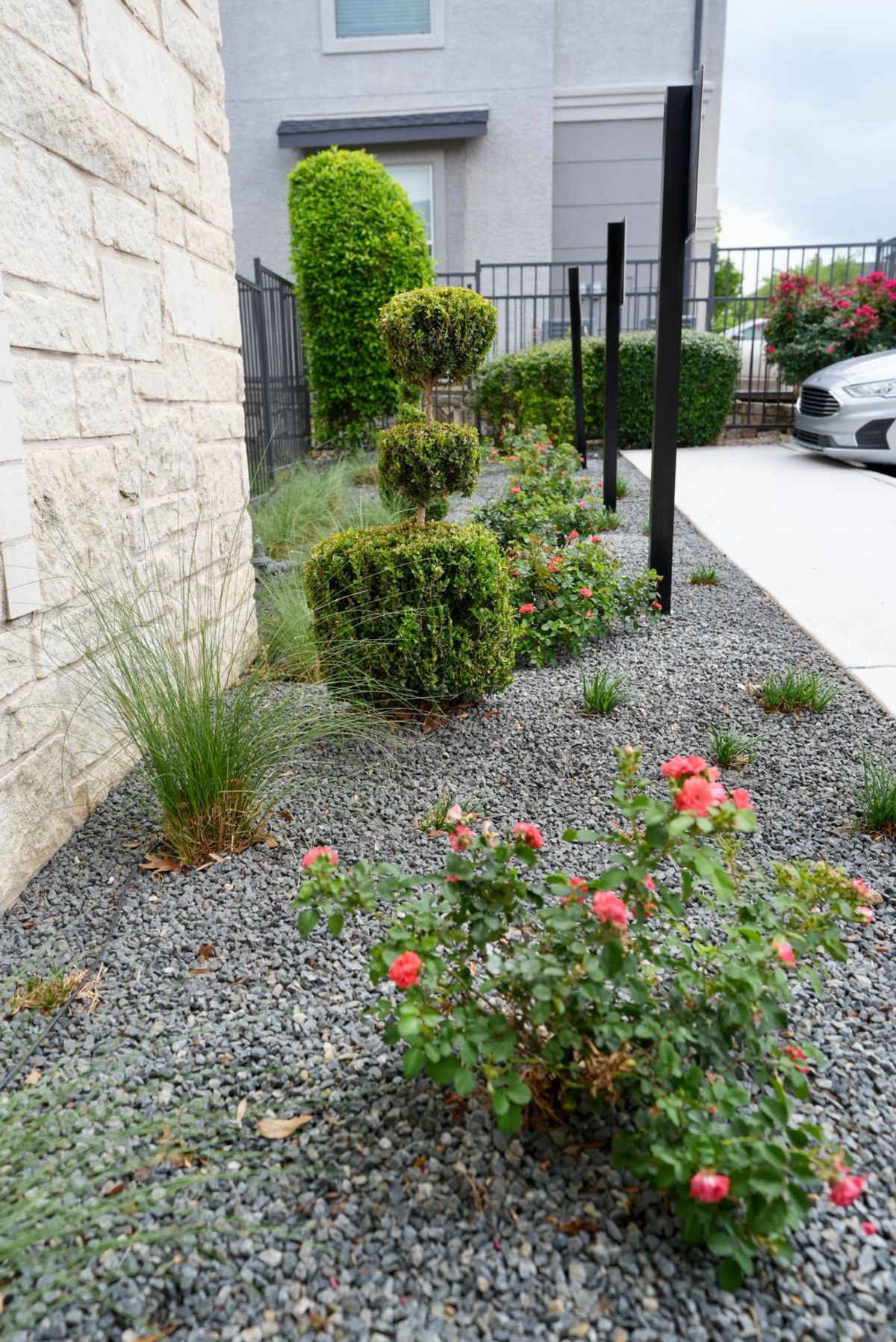 Side-Yard Walkway Garden with Topiary & Roses | Hutto, TX Commercial Landscaping