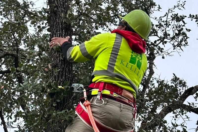 The Importance of Professional Tree Trimming Services