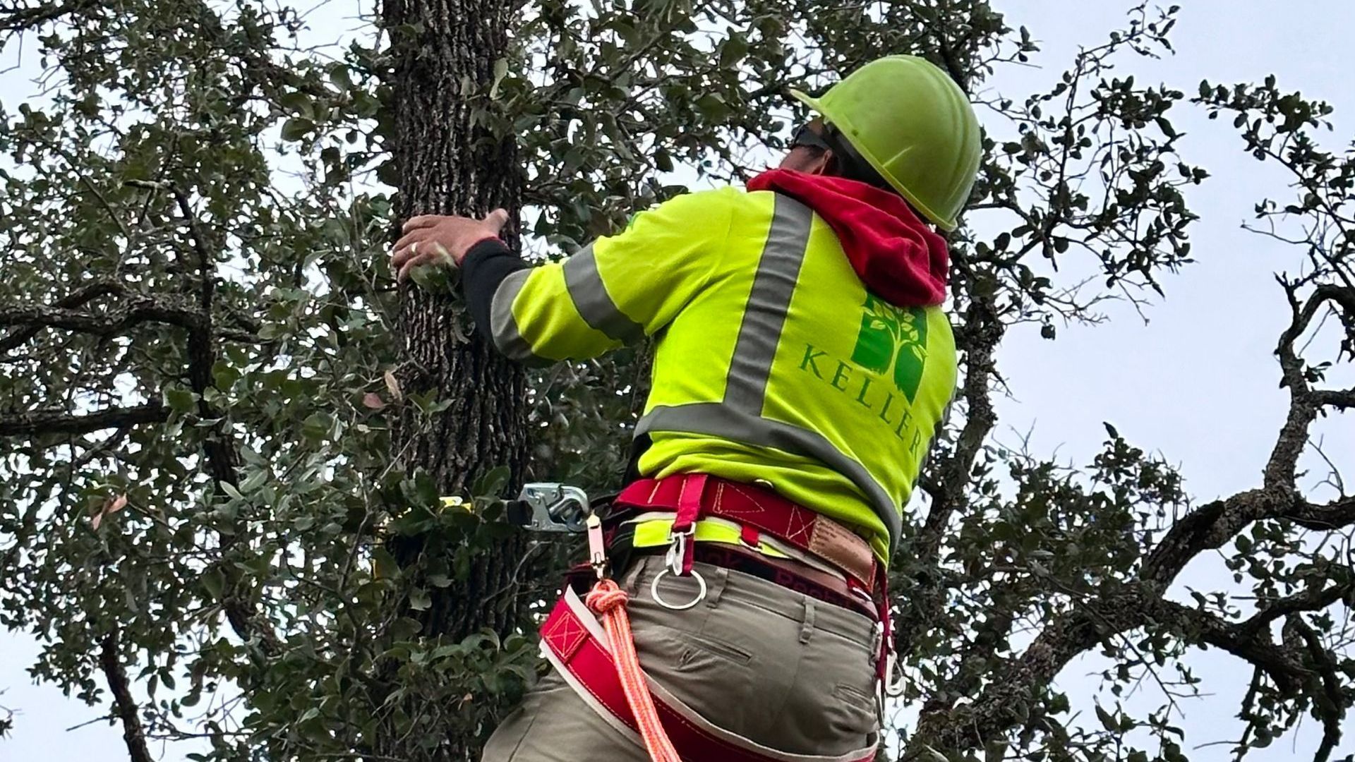 The Importance of Professional Tree Trimming Services