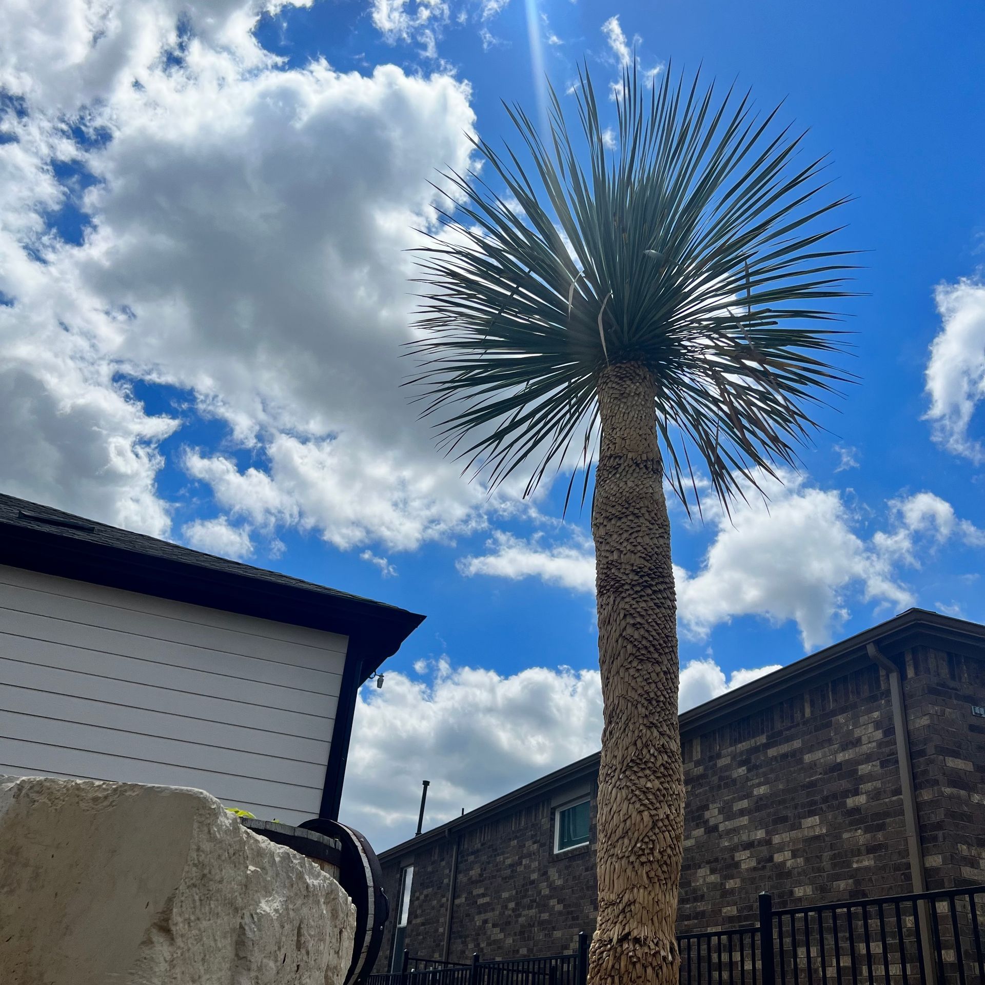 Yucca Rostrata