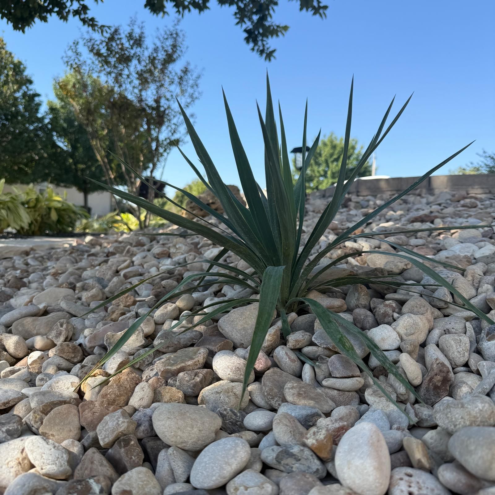 Top Native Plants for Texas Landscapes