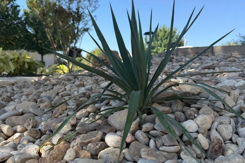 Top Native Plants for Texas Landscapes