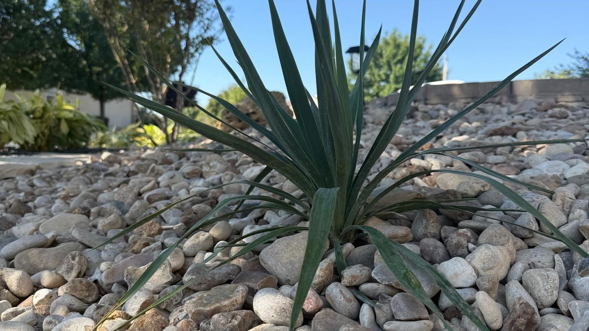 Top Native Plants for Texas Landscapes