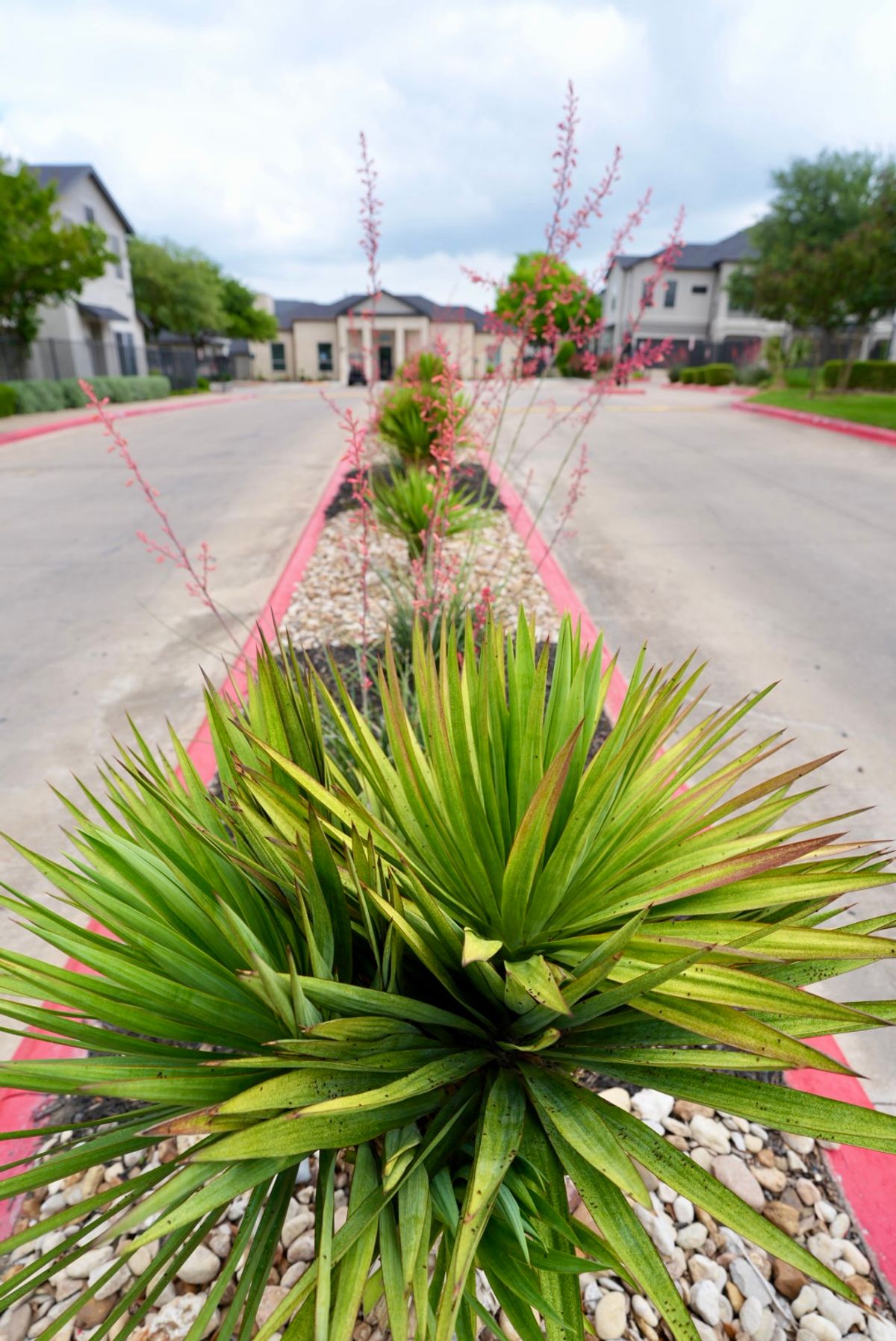 Interior Street Median with Agave Accent | Hutto, TX Commercial Landscaping