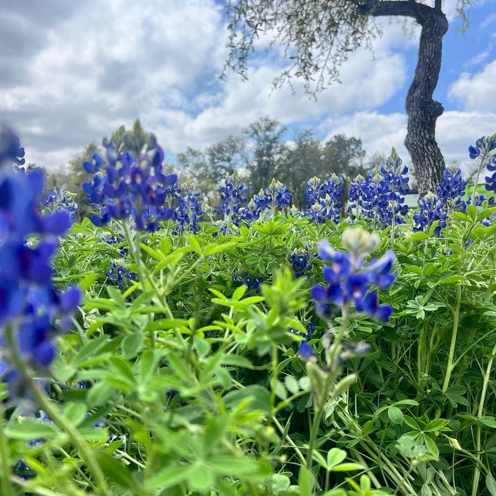 Creating a Wildlife-Friendly Garden