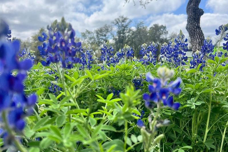 Creating a Wildlife-Friendly Garden