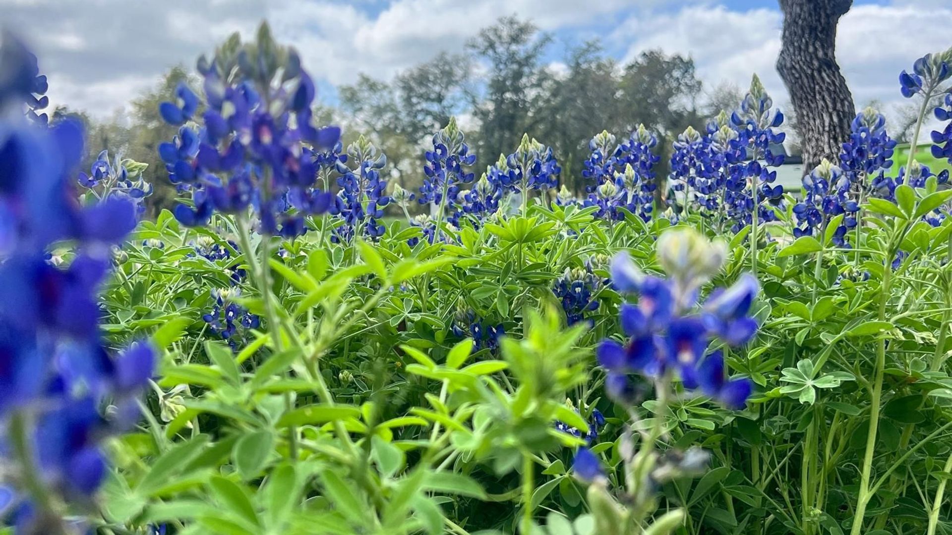Creating a Wildlife-Friendly Garden