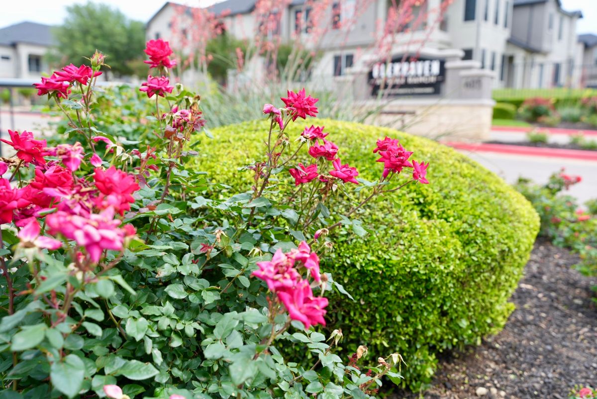 Knockout Roses & Boxwood Accent Beds | Hutto, TX Commercial Landscaping