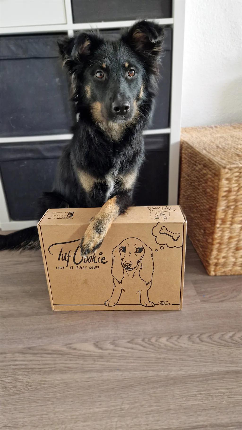 Hund sitzt auf der TUF Cookie Box