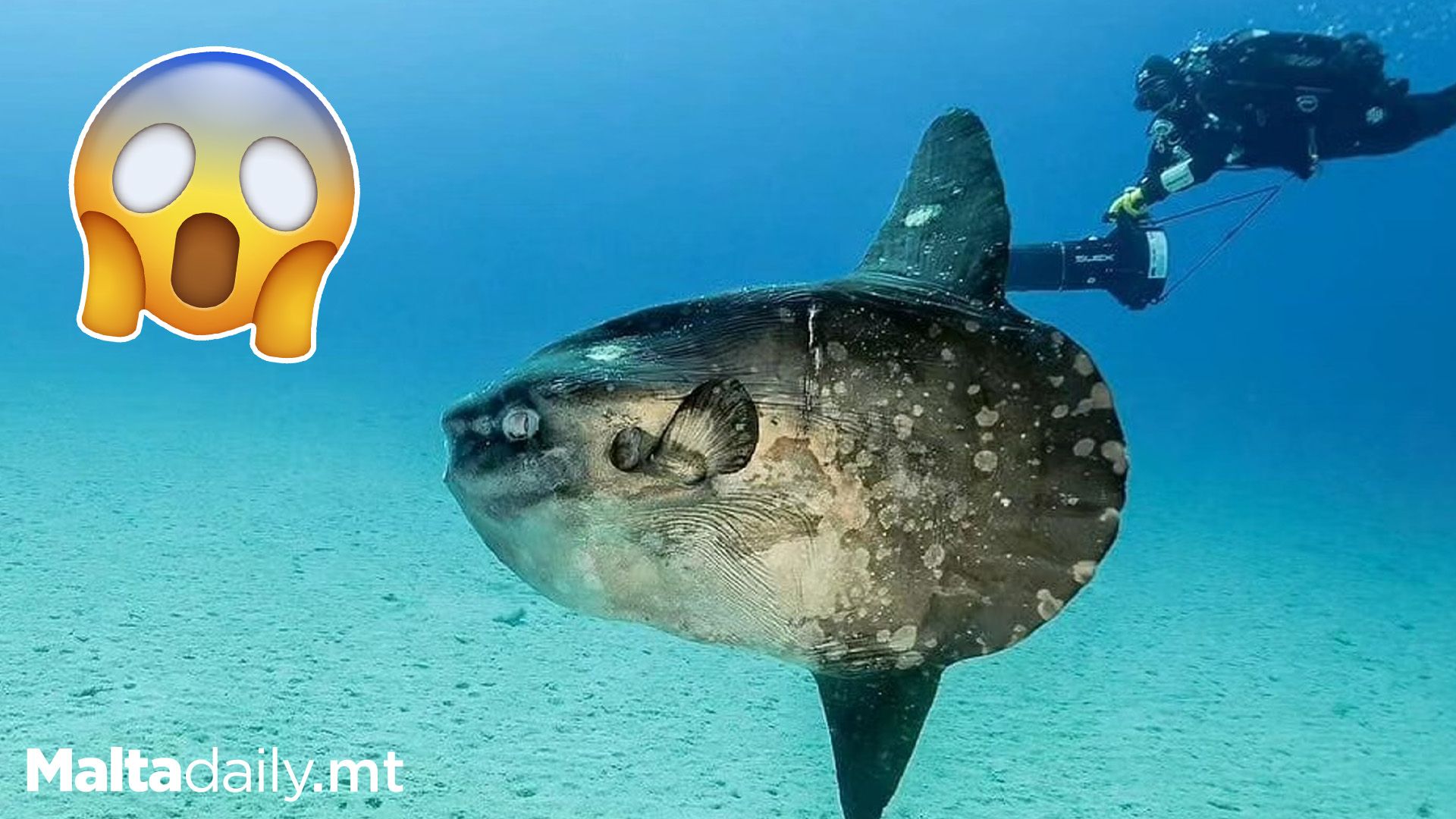 Sunder Fish Local Photographer Snaps Majestic Sun Fish Off Coast of Żur…