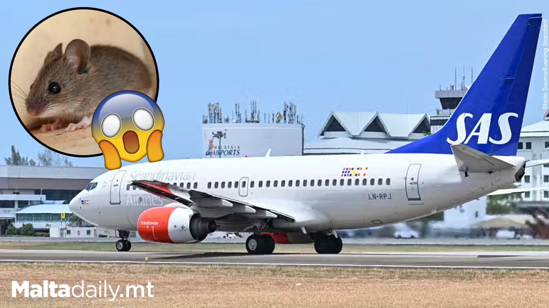 Flight Diverted After Passenger Discovers Live Mouse in In-…