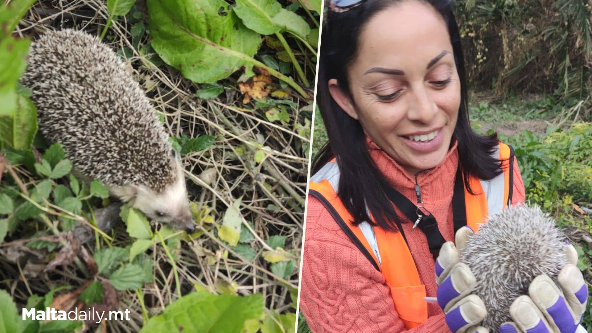 Multiple Hedgehogs Two Hedgehogs Released Back Into The Wild