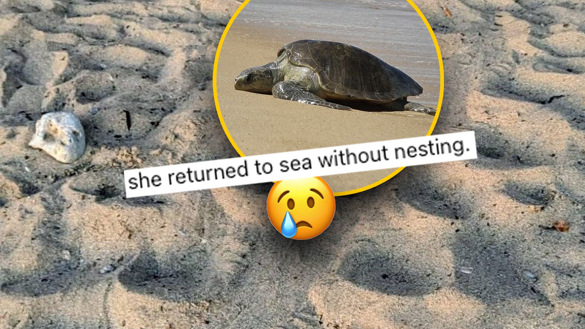 Turtle Fails To Nest At Armier Due To Sunbeds