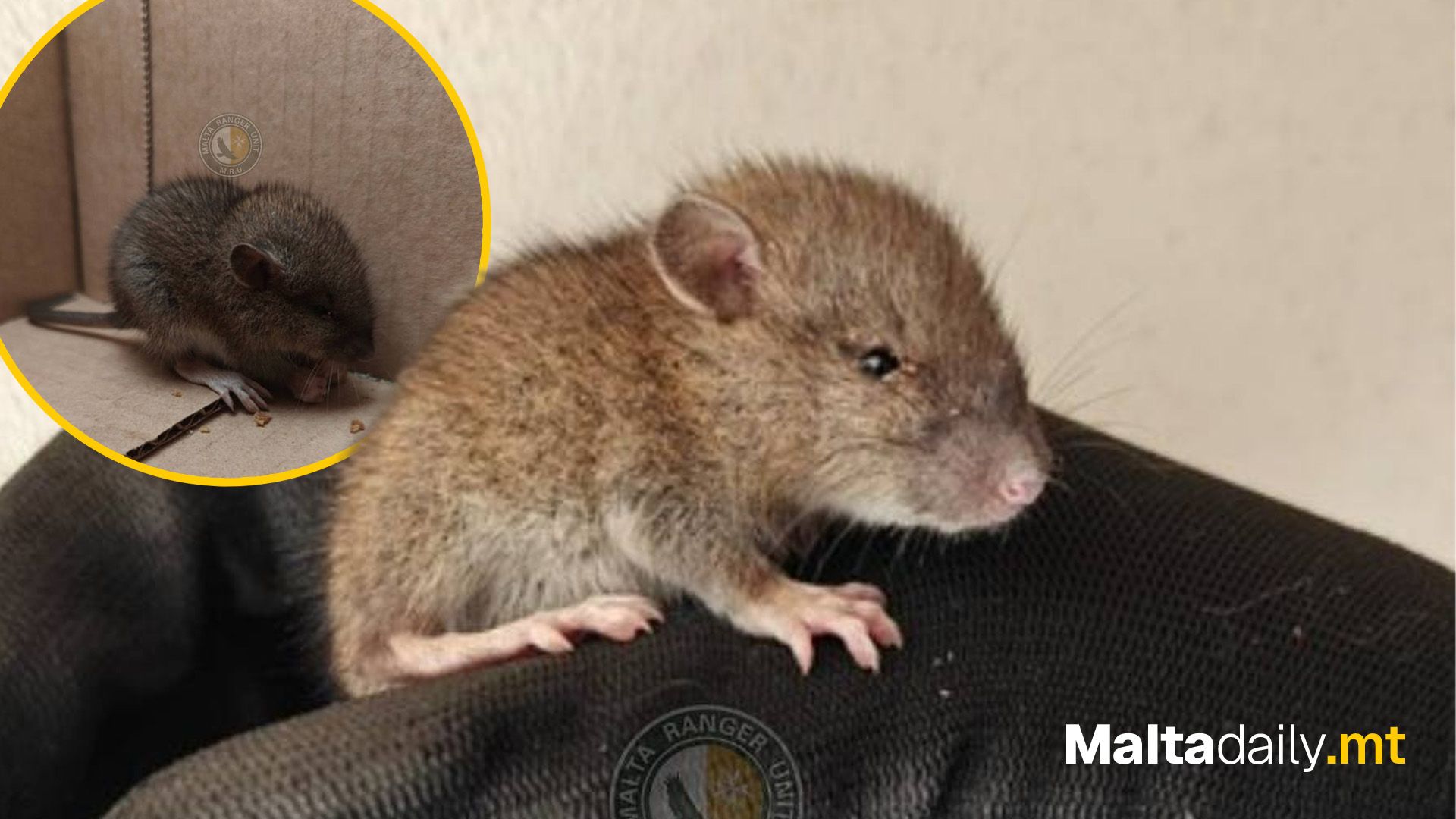 Tinnie Rats Malta Rangers Rescue Tiny Rat Named ‘Ranger’ In Qormi
