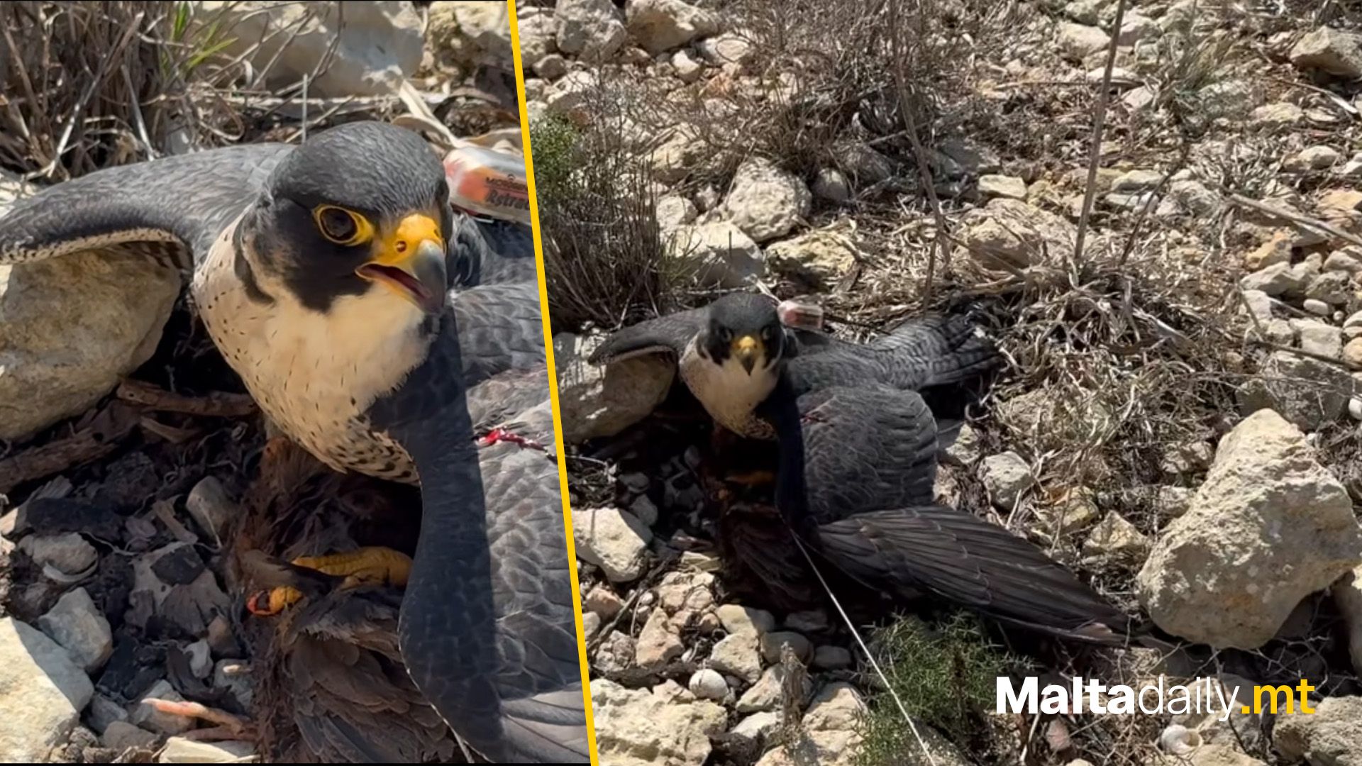 “This Situation Is Truly Unacceptable” Says Falconer After…