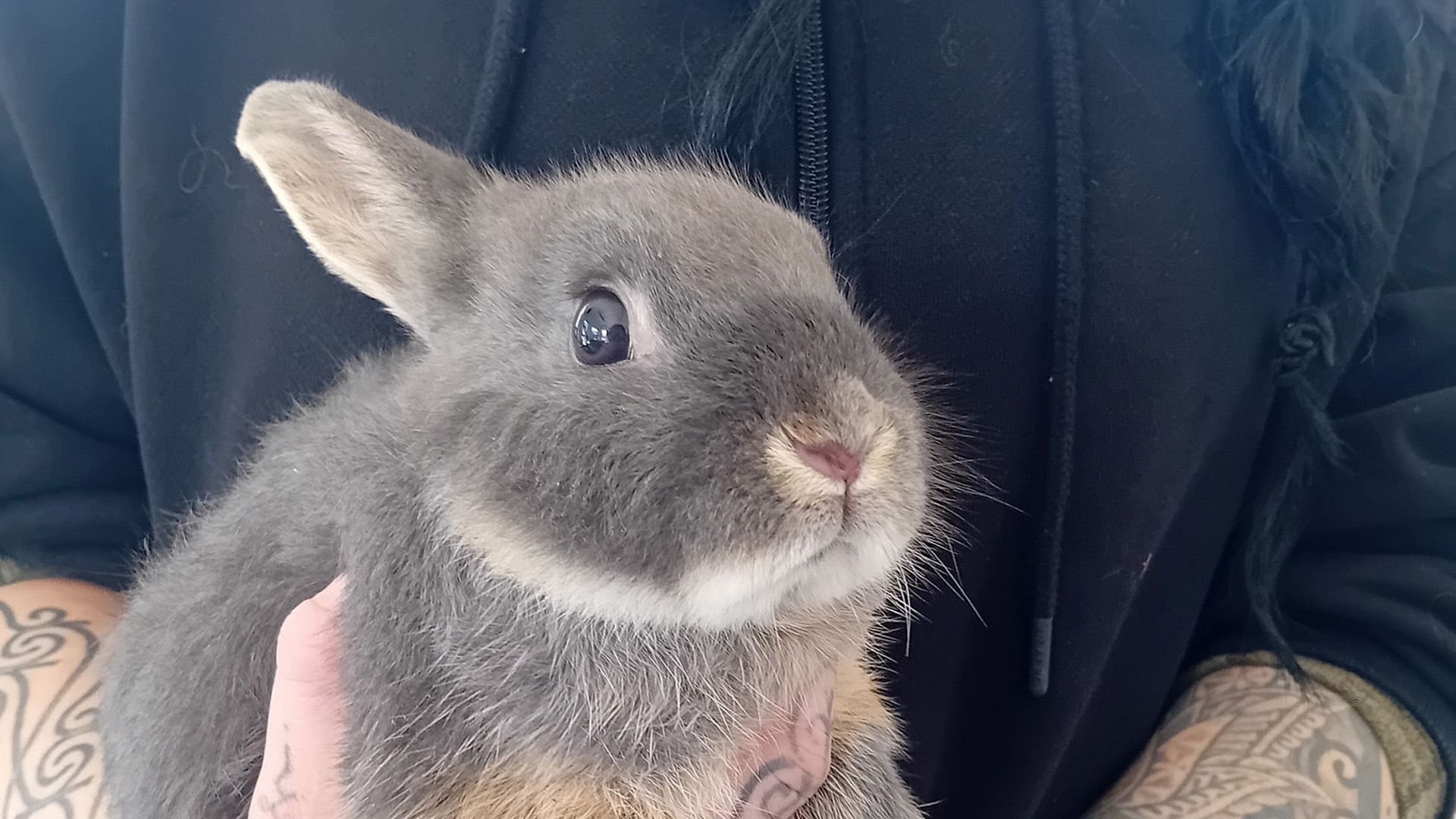 Homless Rabit Rabbit Abandoned in Cage Outside Shelter in Cold