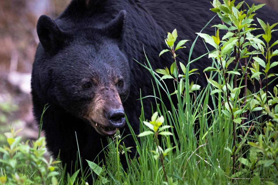 A black bear feeding on grass and green shrubs at the edge of a forest.