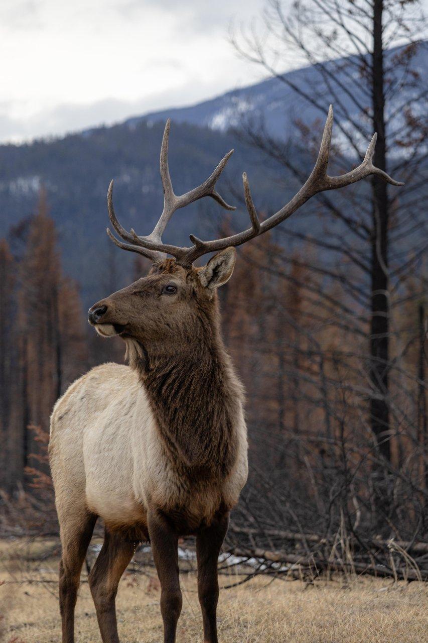 Spring is one of the best times to see wildlife like elk in Jasper National Park.