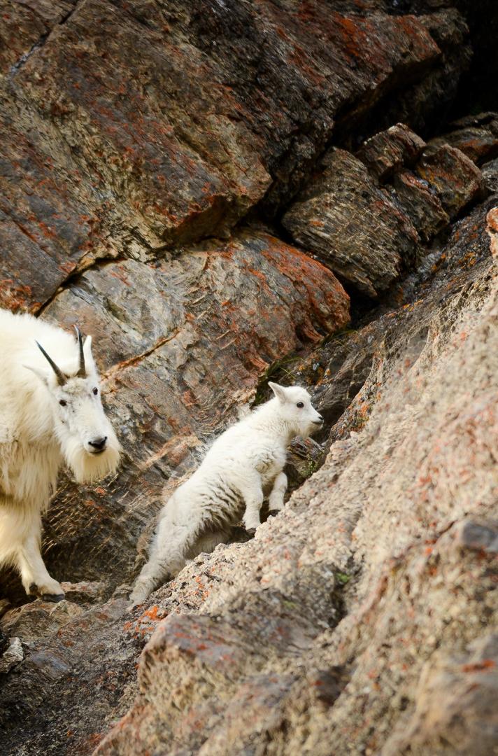 Mountain Goats