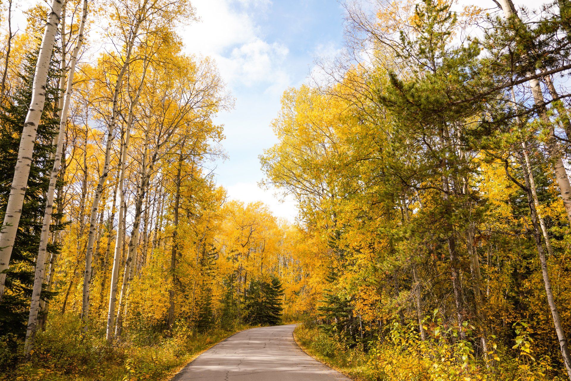 Fall Jasper Road