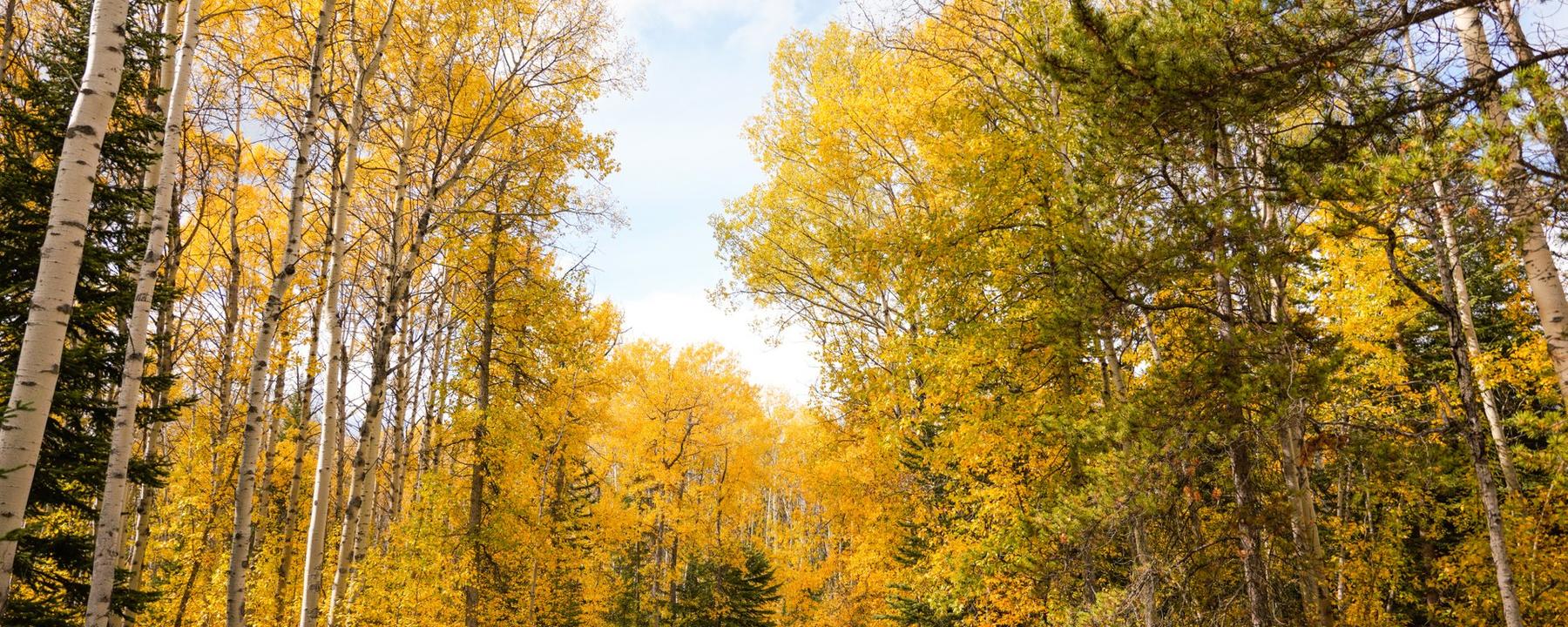 Fall Jasper Road