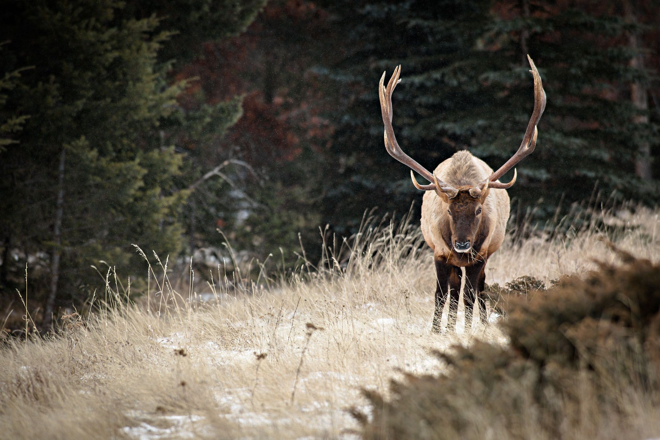 Elk Wildlife viewing
