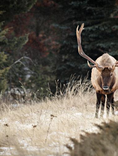 Elk Wildlife viewing