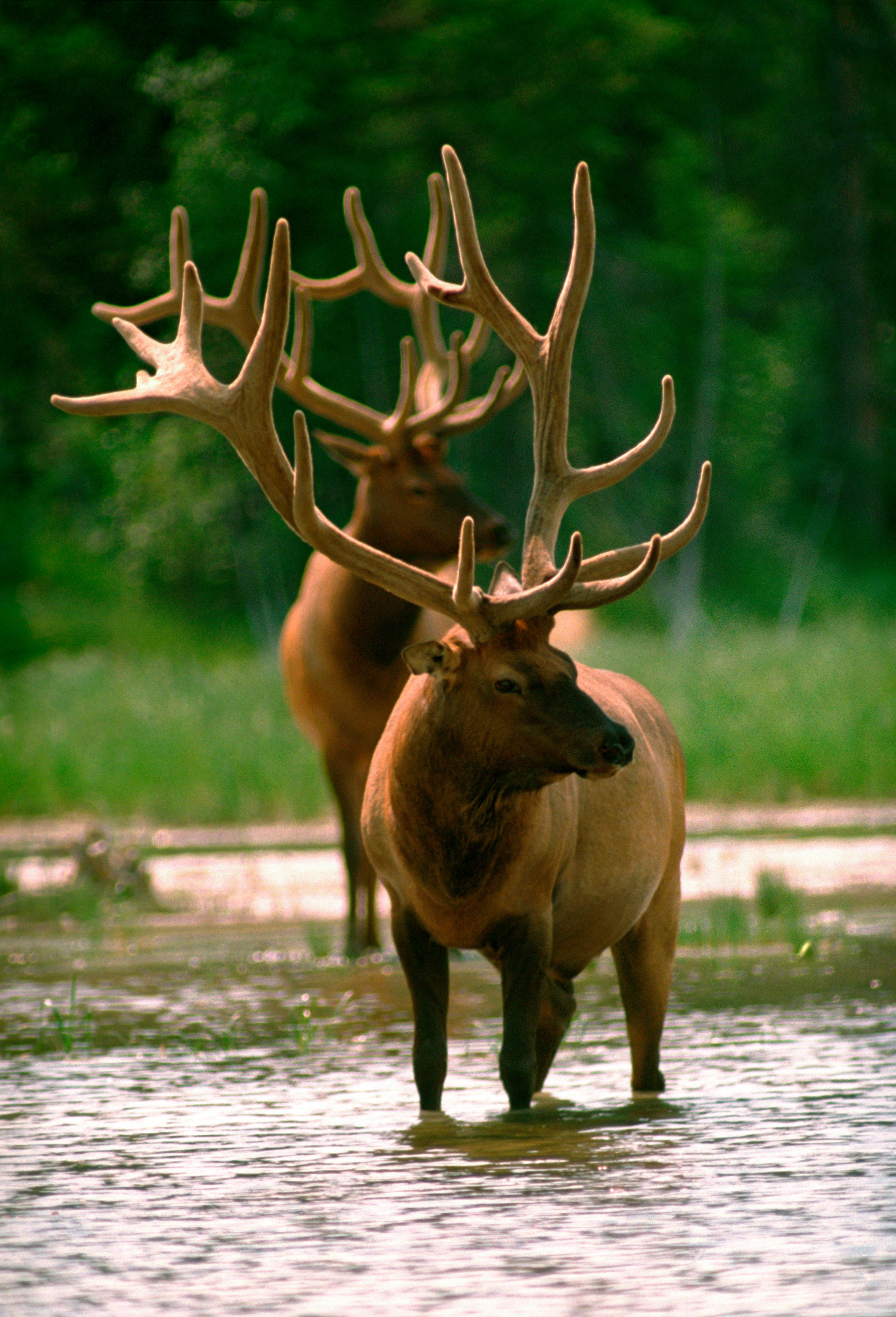 Elk Sundog Tours