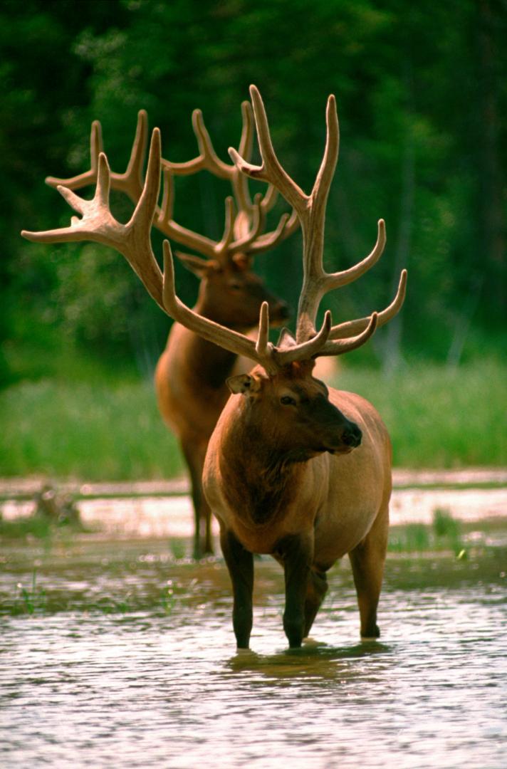 Elk Sundog Tours