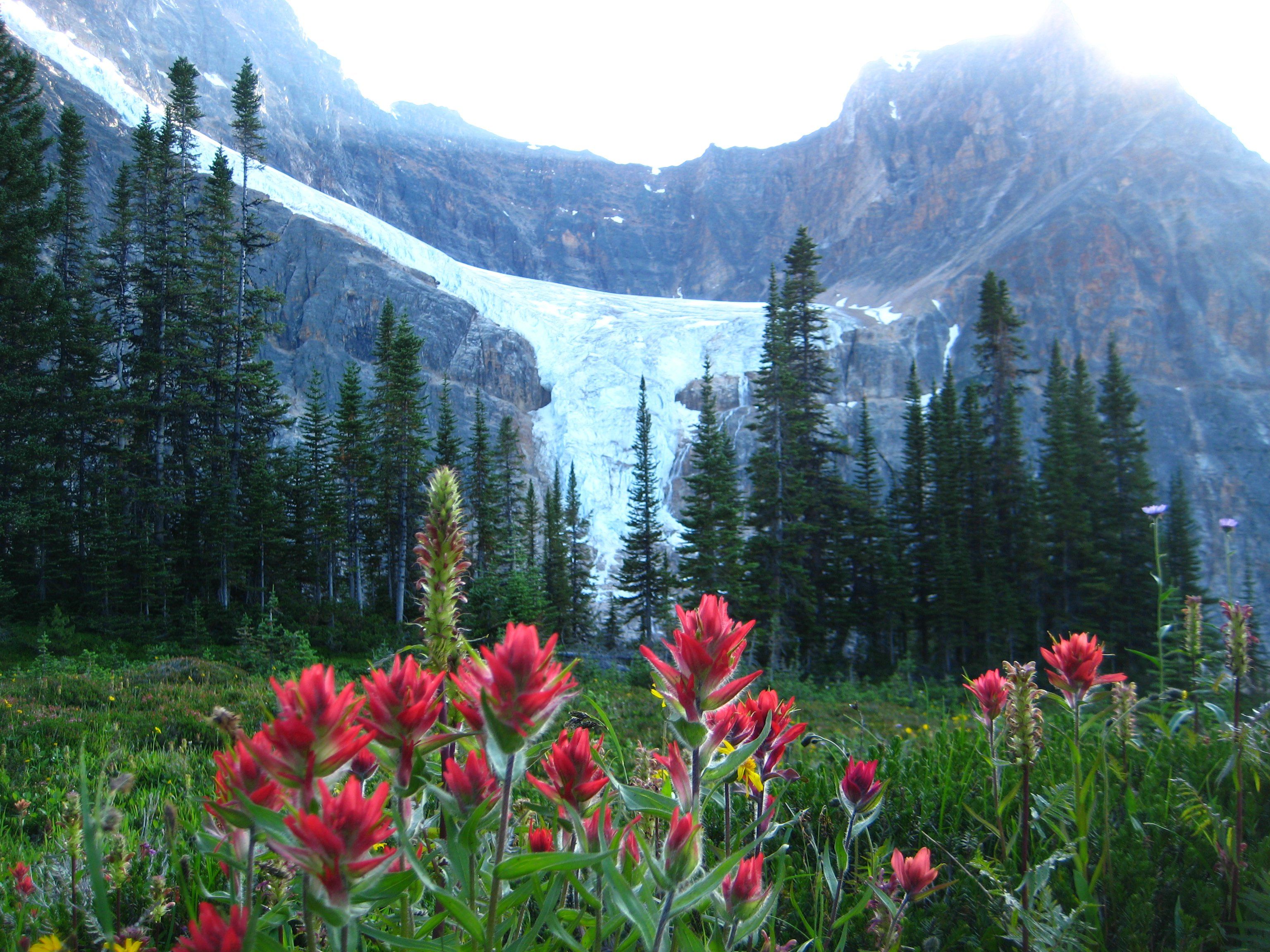 Mt Edith Cavell Jasper Hikes and Tours