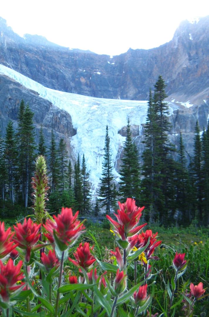 Mt Edith Cavell Jasper Hikes and Tours