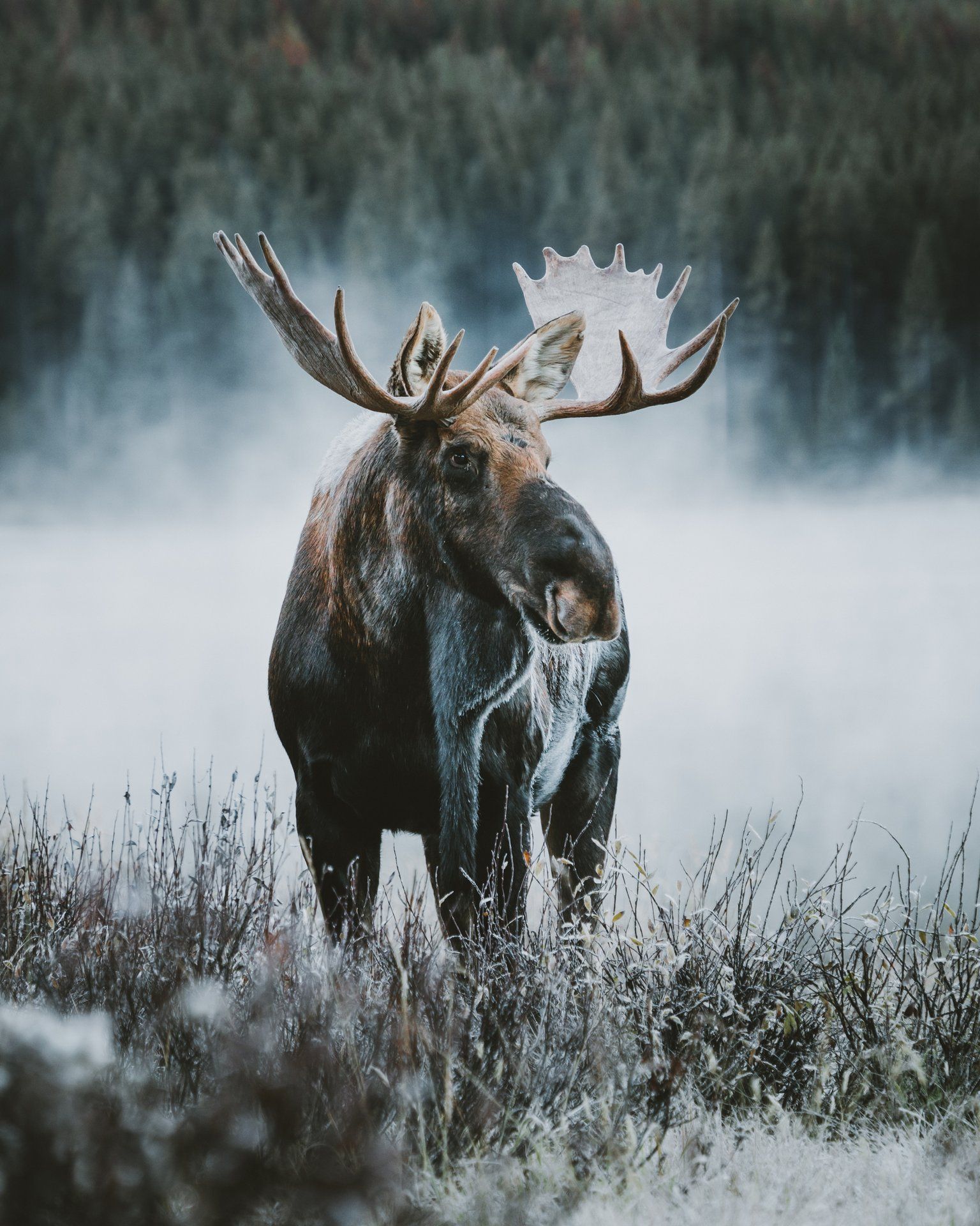 Jasper wildlife
