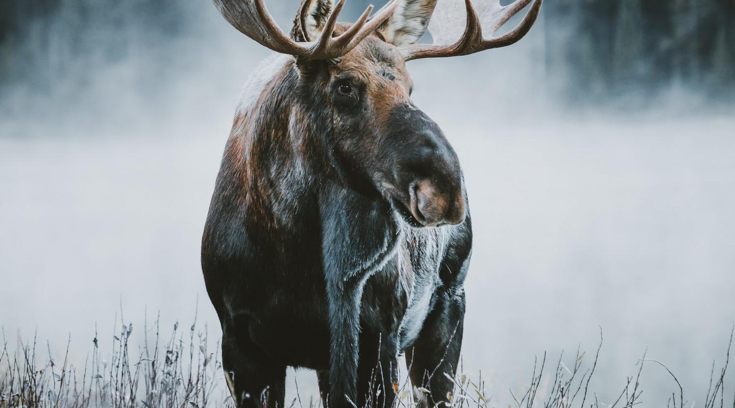 Jasper wildlife
