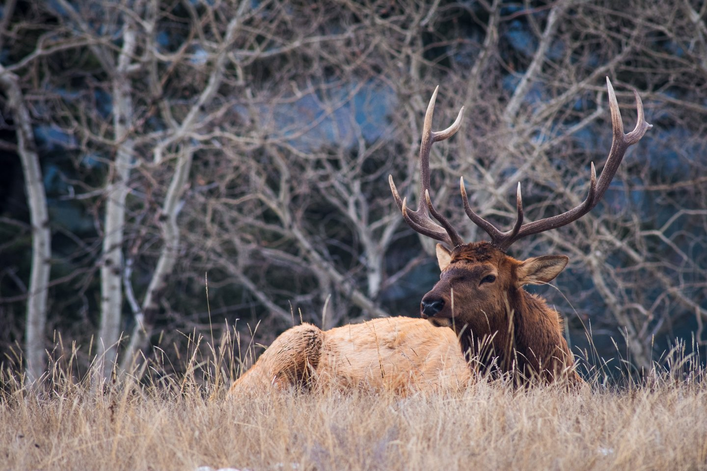 Bulk Elk