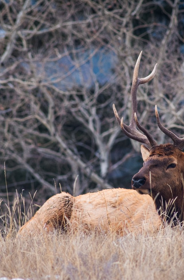 Bulk Elk