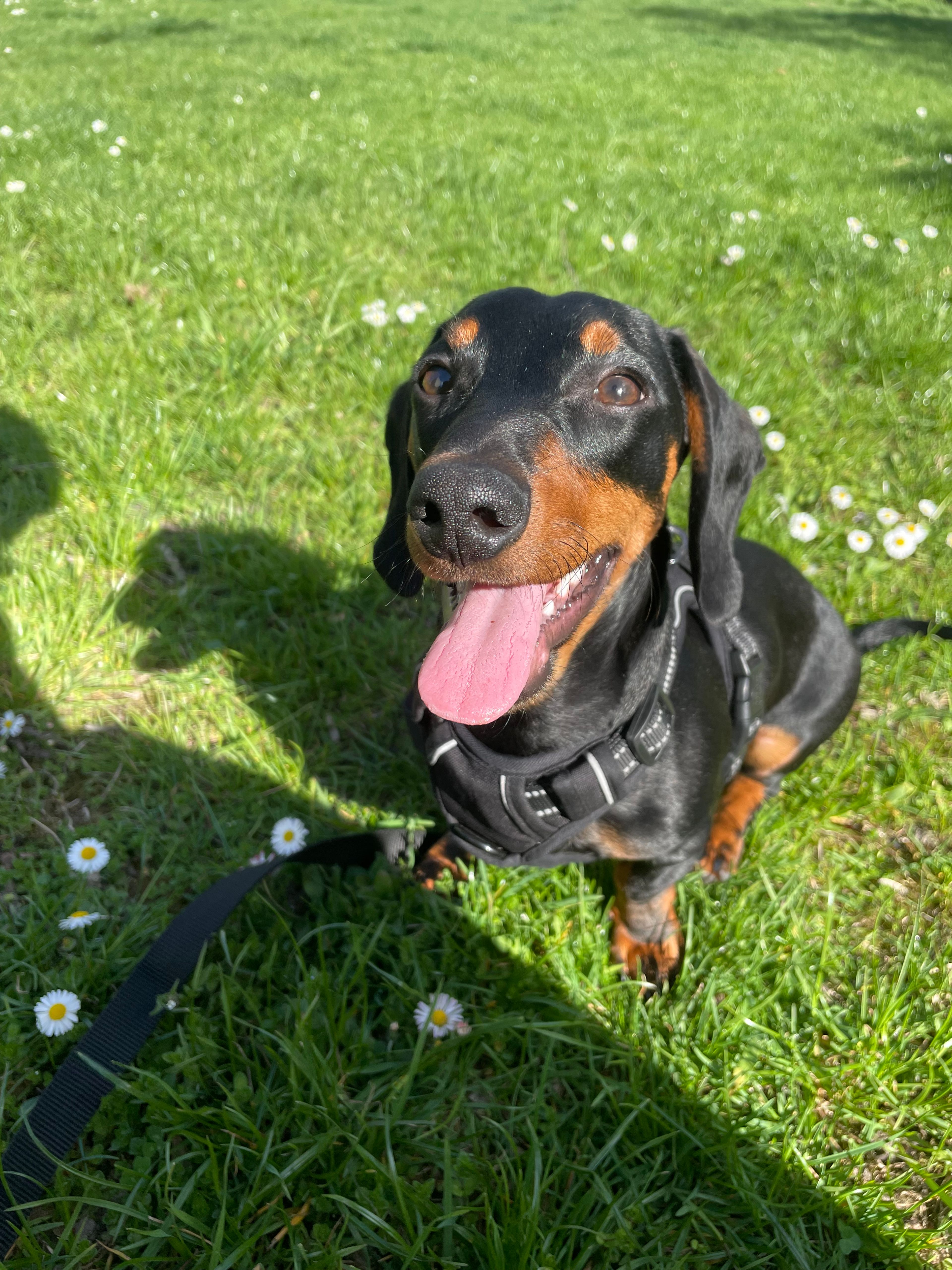 My dog