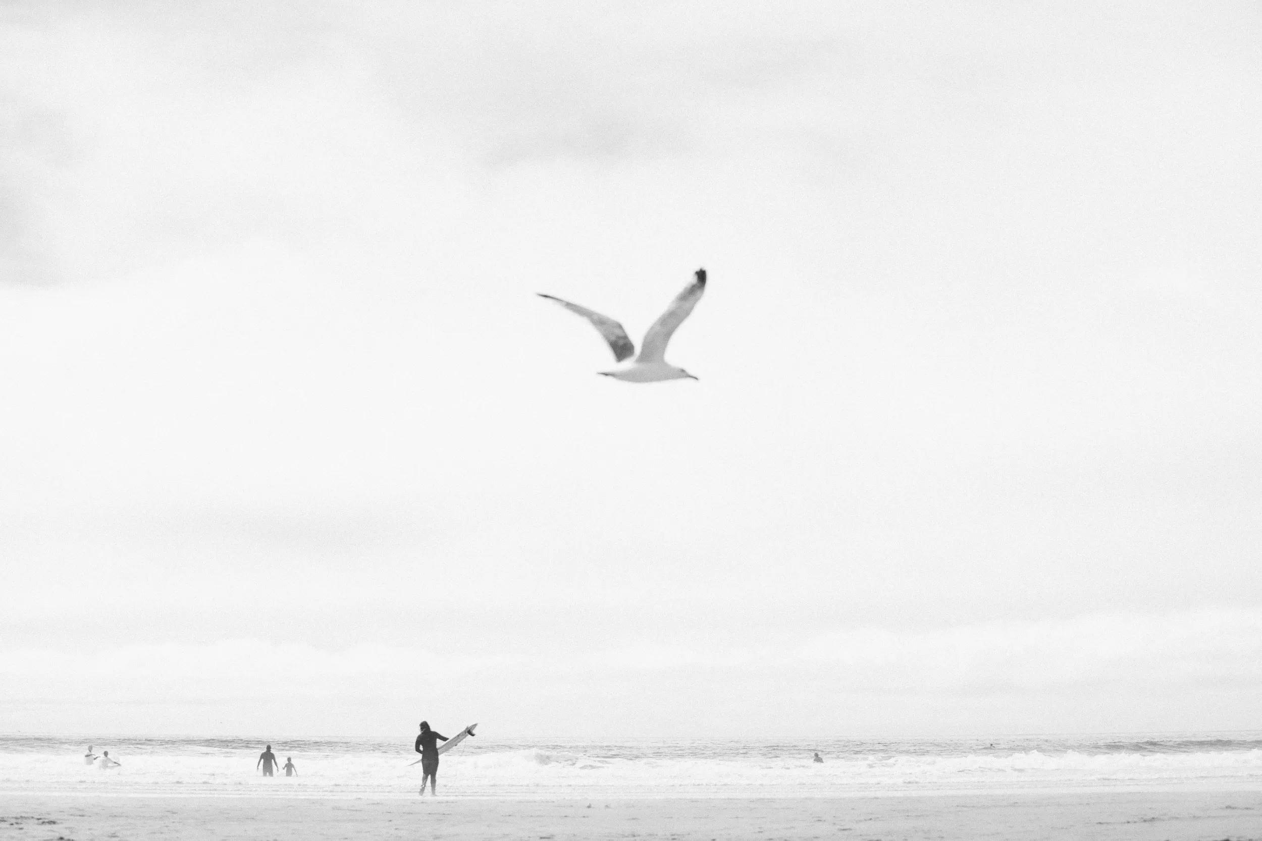 Black-and-white beach scene with a seagull in flight above a wetsuited surfer carrying a board, with other surfers wading into the waves behind.