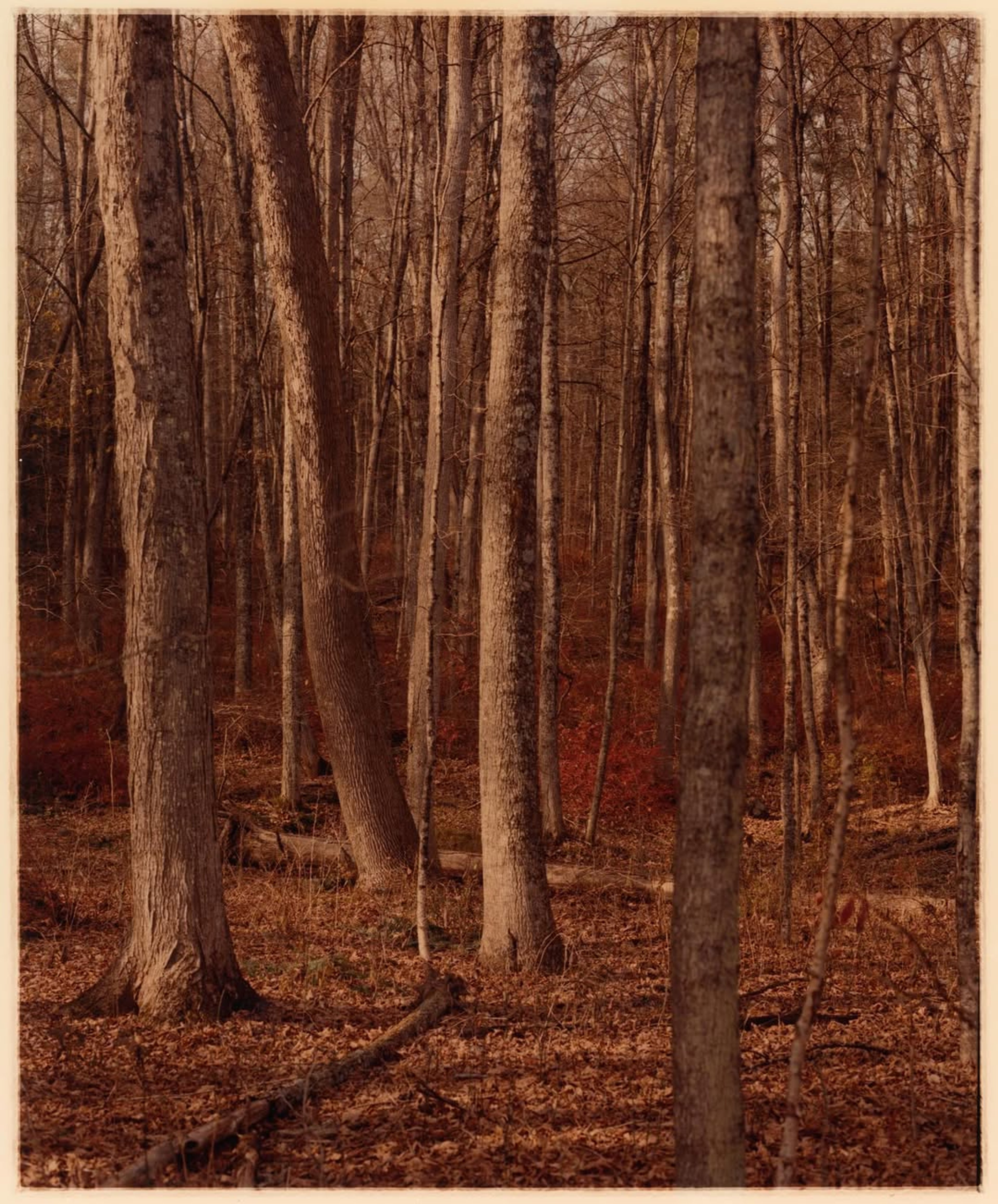 Trees