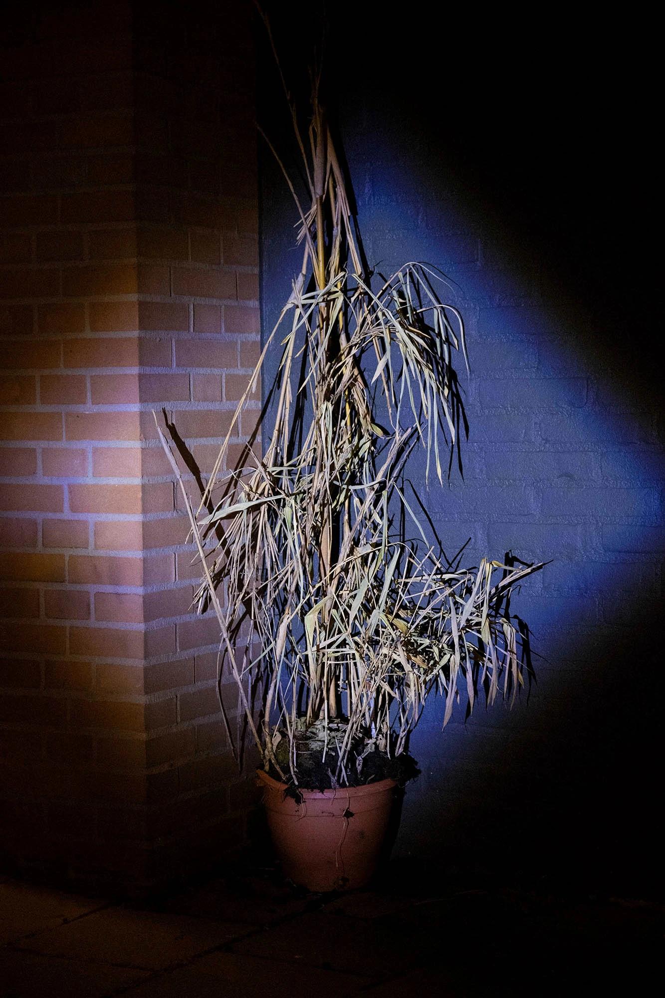 sterre arentsen dslr dead plant