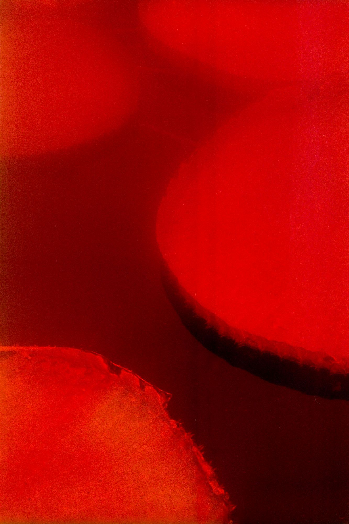 sterre arentsen analog IR plants