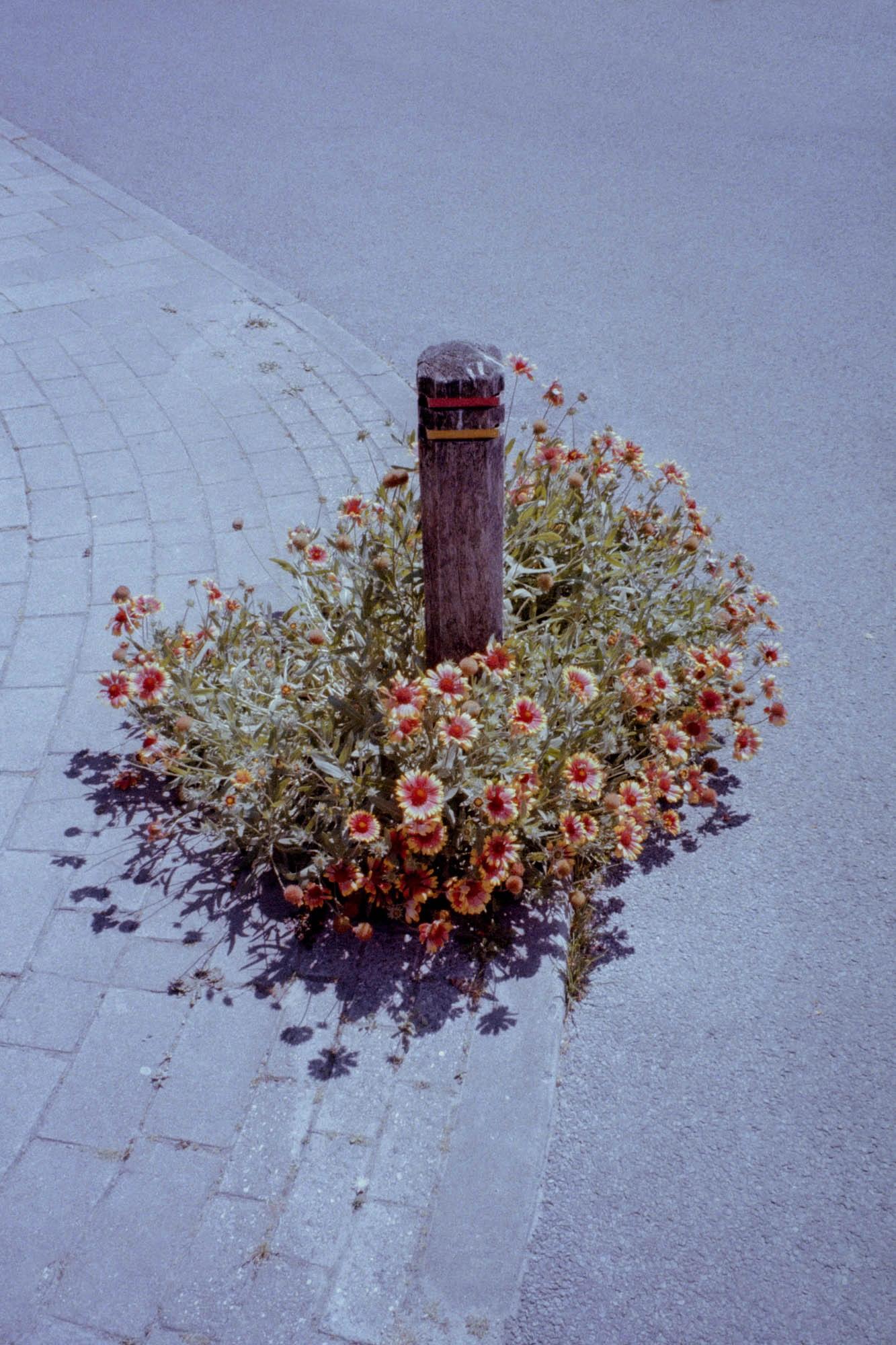 sterre arentsen analog onkruid