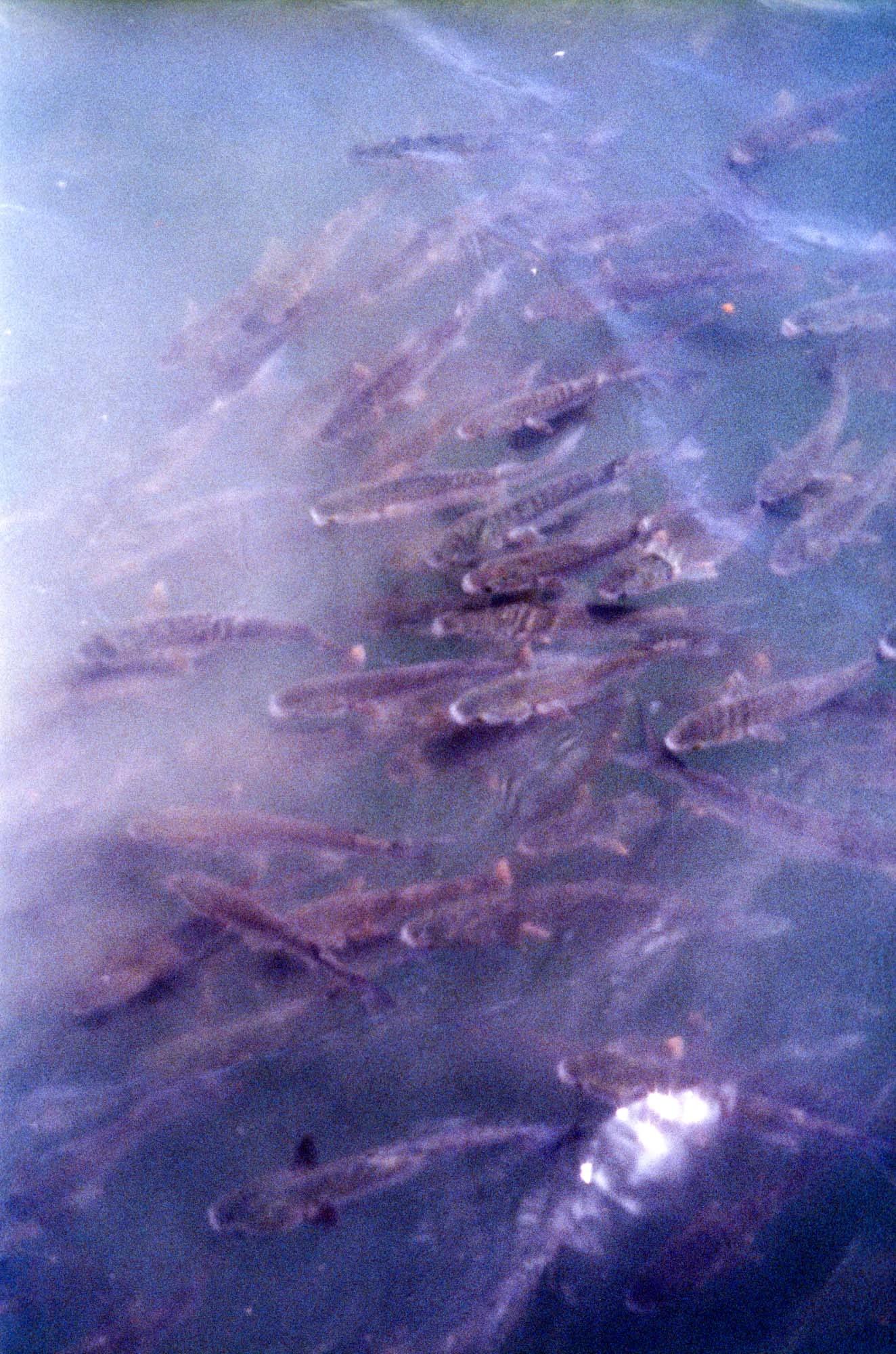 sterre arentsen analog fish in sea