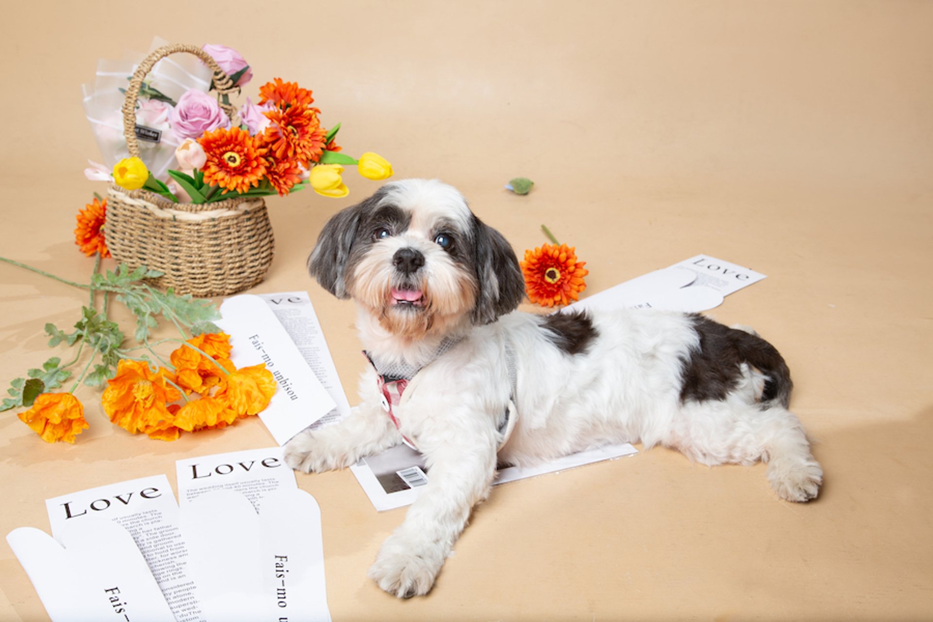 寵物寫真－黑白長毛小犬趴臥橘花與雜誌佈置場景