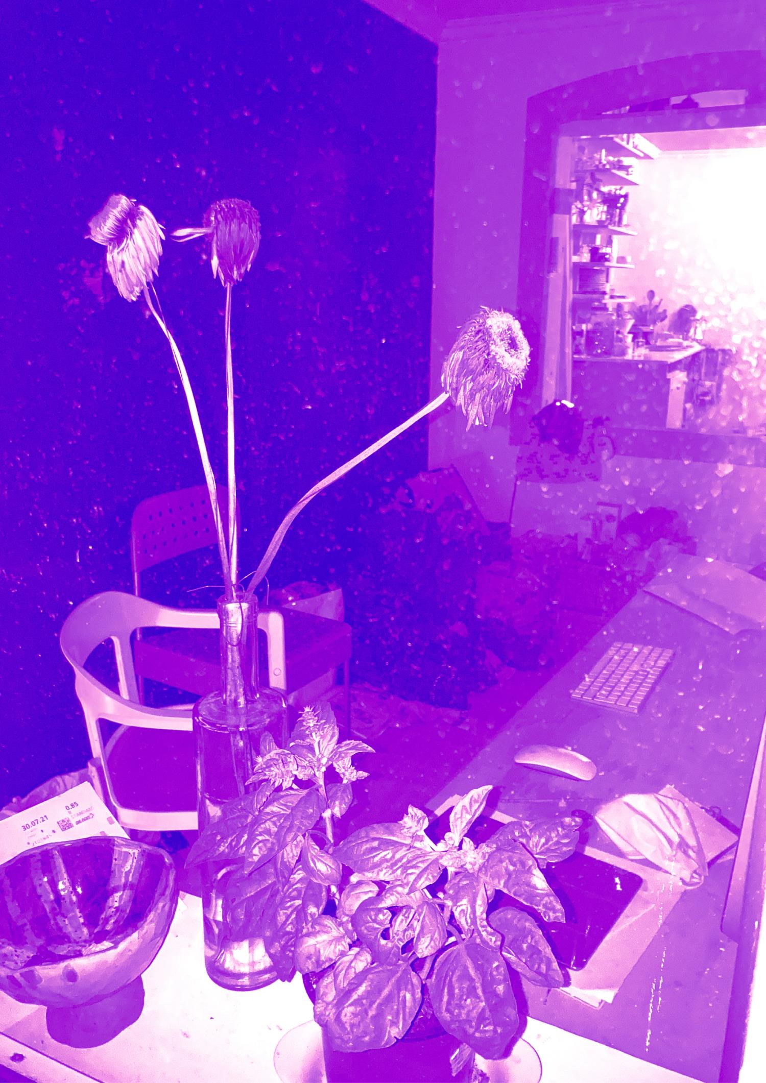 Eine lila /pinke Fotografie. Zu sehen sind unter anderem ein Tische, eine Pflanze und ein trockener Blumenstrauss.