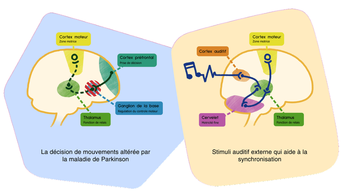 Schéma illustratif de l'intérêt d'un stimuli rythmique externe