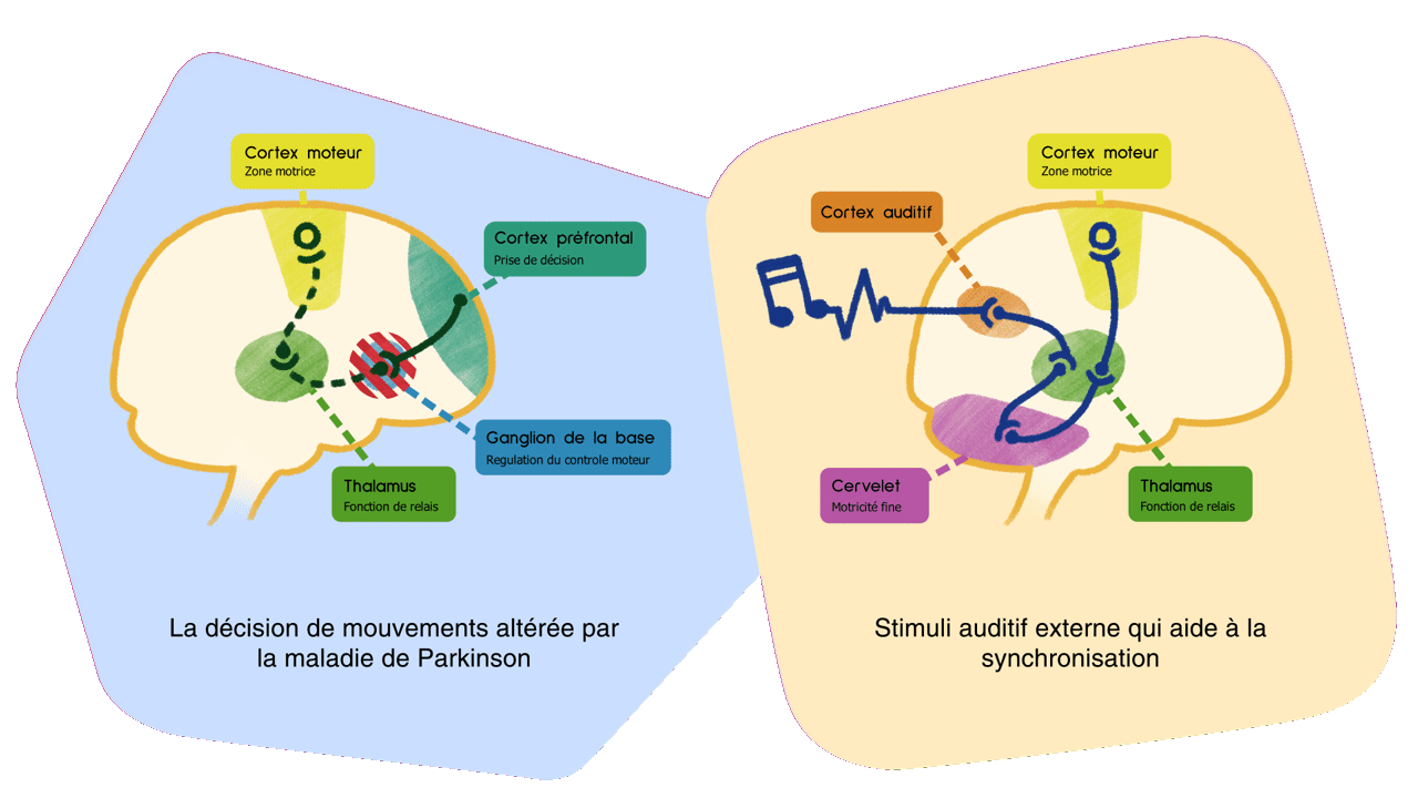 Schéma illustratif de l'intérêt d'un stimuli rythmique externe