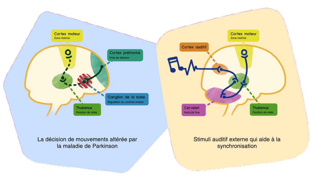 Schéma illustratif de l'intérêt d'un stimuli rythmique externe