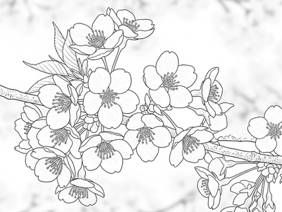 Free Spring Blooms Coloring Pages