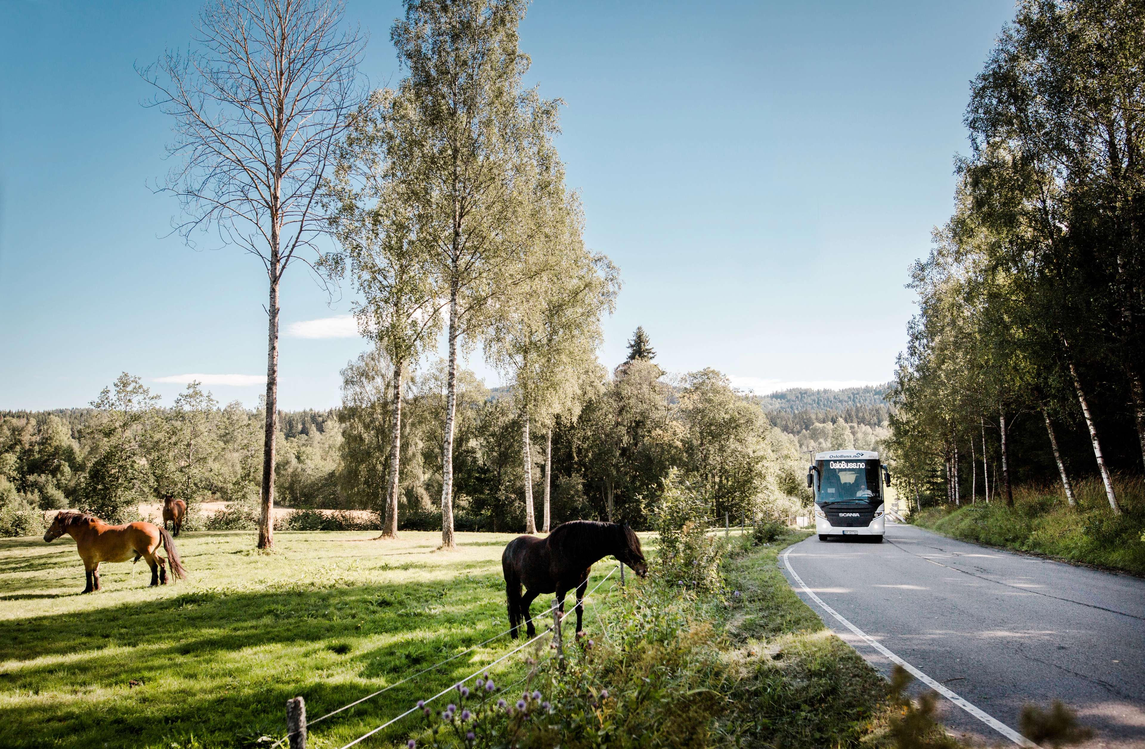 Bussutleie